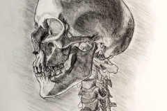 Beichner_skull